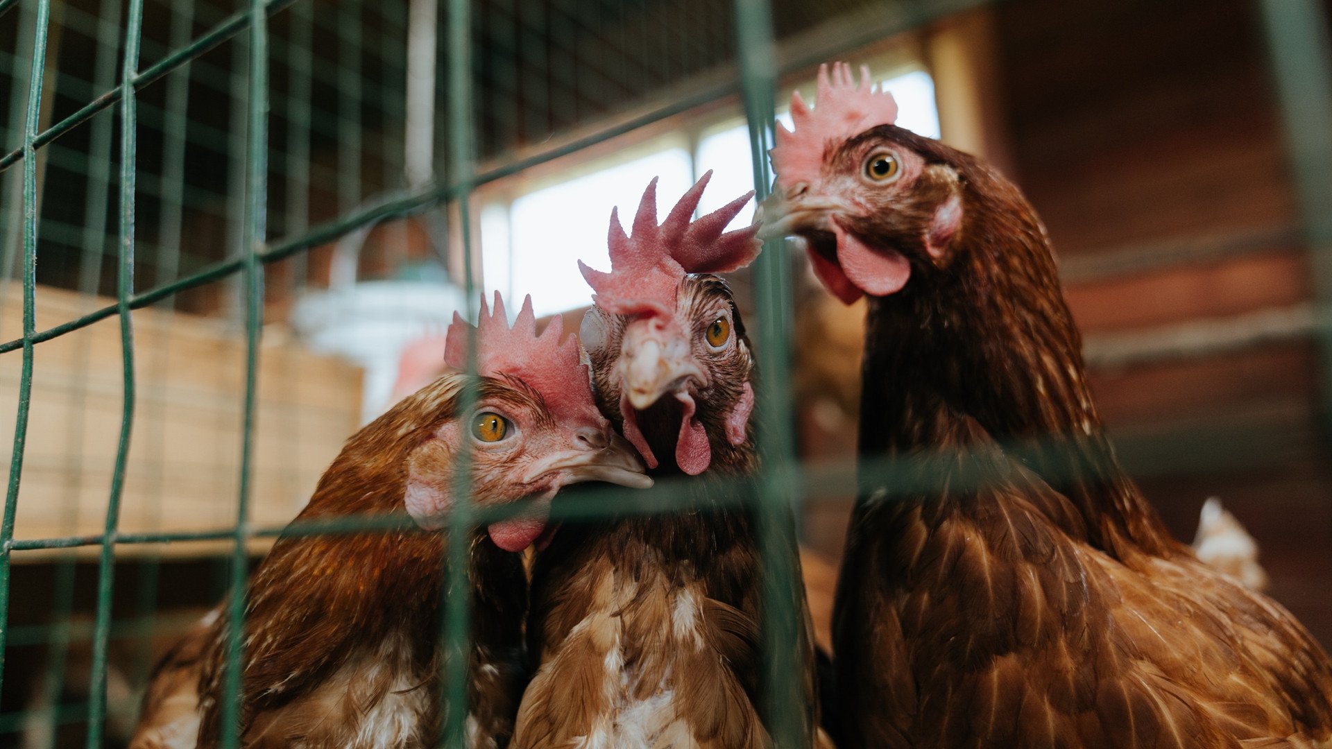 撕裂之城终迎日出，班凯罗抢七夜化身为光