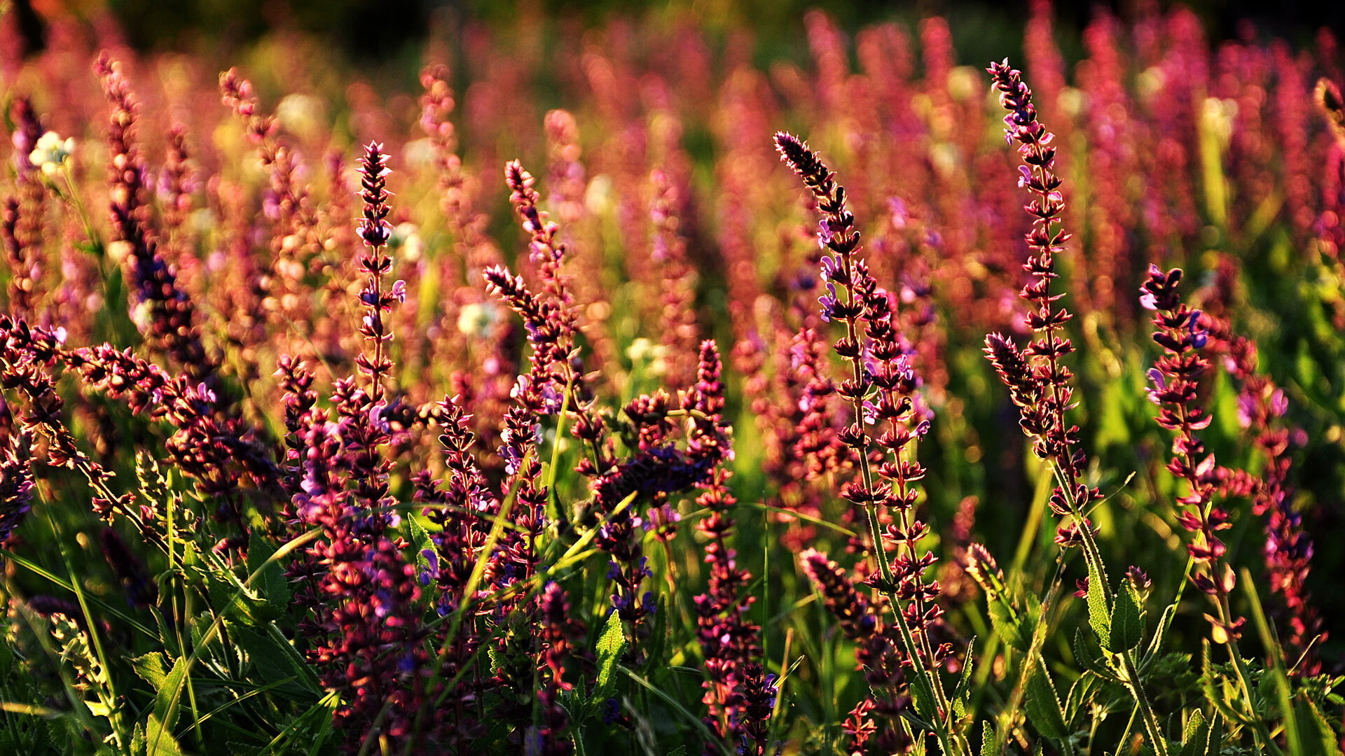 爱游戏娱乐-世界排名争夺战之夜，保罗关键节点连续得分锁定胜局